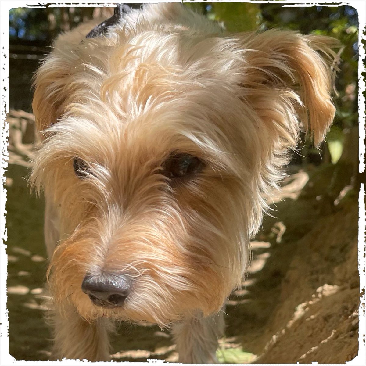 Hundeland's tweet photo. Hallo - Ich bin Charly - kann ich ein ❤️ bekommen? 😁🐶😁…. 

#doglover #ilovemydog  #dogislove #trustrespectlove #huta #hundeland #hundeblog #lieblingshund #lebenmithund #fellnase  #besterhund  #dogsneeddogs #hundemensch #gassigehen #hundezentrum #hundemodel #meinhund https://t.co/TM7Yup4Yey