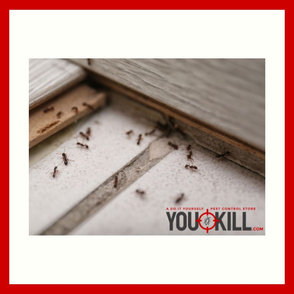 DGreenvill22524's tweet image. Ants don’t belong in your kitchen or anywhere else in your home. Our ant control products ensure they stay out for good. Take back control—get started today! #AntControlProducts
roachcontrolproductsgreer.com/about_us