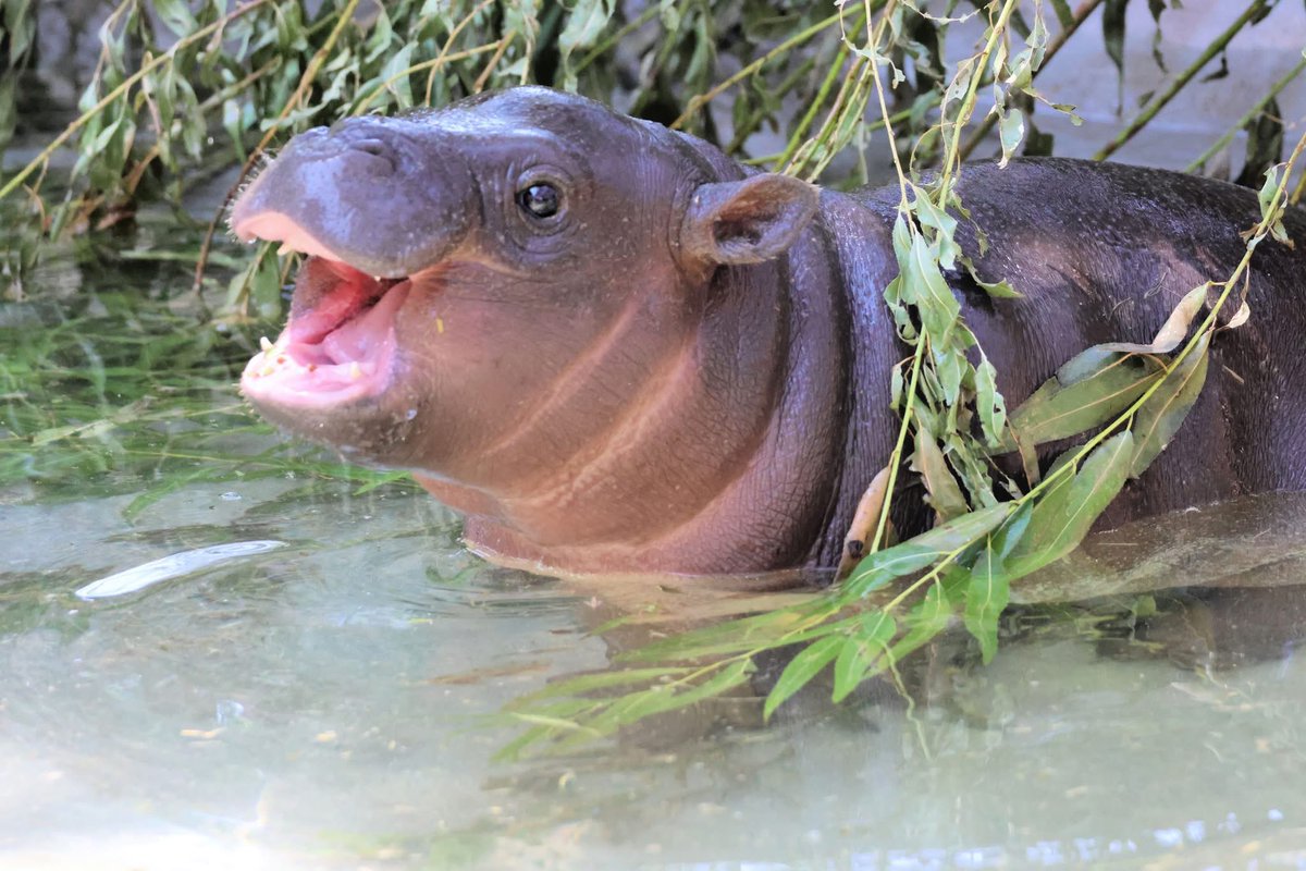 my smile isn’t free

it’s powered by the herd keeping conservation alive 

🦛🍃