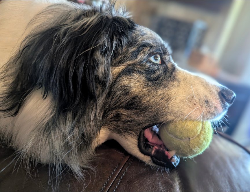 Mike (@genericancitizn) on Twitter photo Happy National Dog Day!
Poast doggos Happy National Dog Day!
Poast doggos