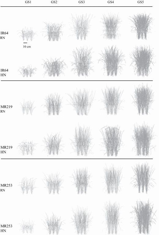 insilicoplants's tweet image. 🌾 🍃 Interactions between nitrogen nutrition, canopy architecture and #photosynthesis in rice, assessed using high-resolution 3D reconstruction
doi.org/10.1093/insili… #model #PlantScience