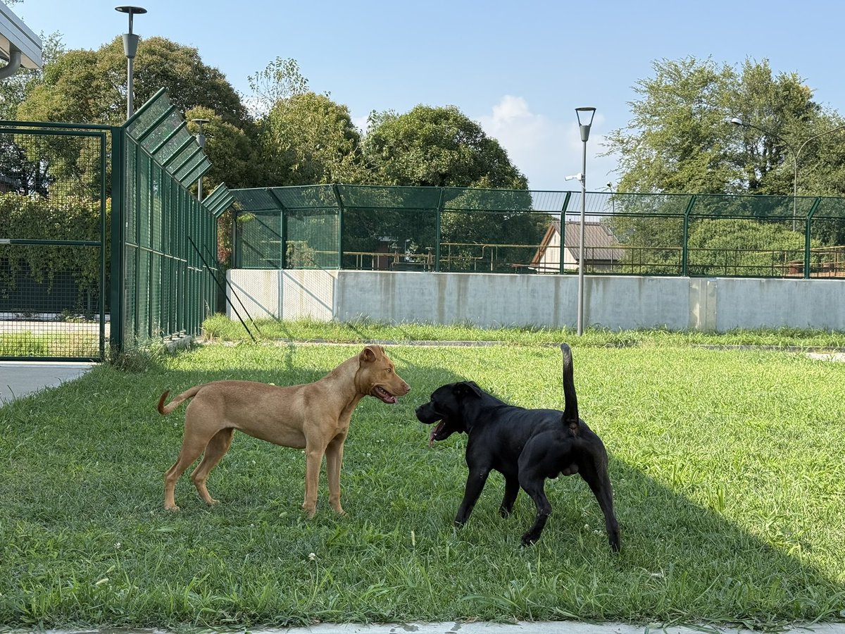 Auguri amori miei 
#giornatamondialedelcane
