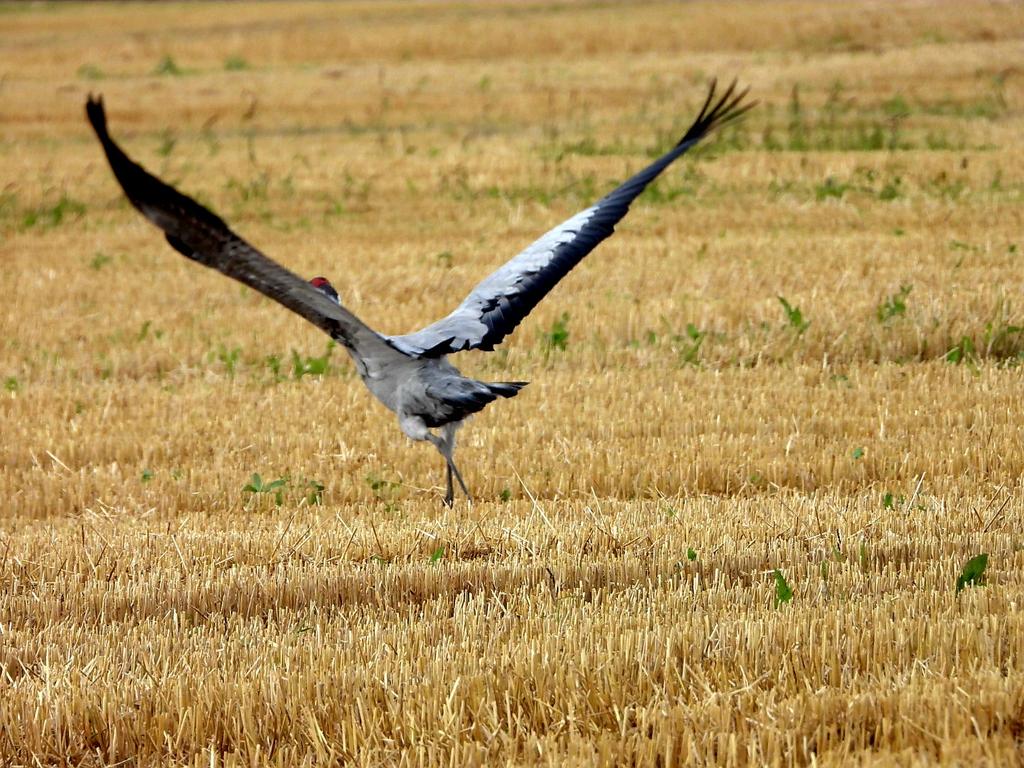 Twee kranen😍 in #Estland.  Alsof ze samen overleggen om 'op de wieken' te gaan.#kraanvogels