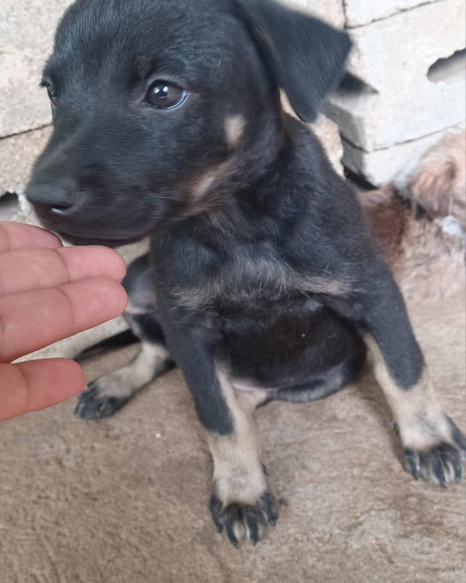 #ServicioSocial
ADOPTA 🐾

Doy en adopción 2 perritas q van a cumplir 2 meses ya comen y están desparasitadas 
Las tengo en sonsonate 
Aquí les dejo mi contacto 
60726882