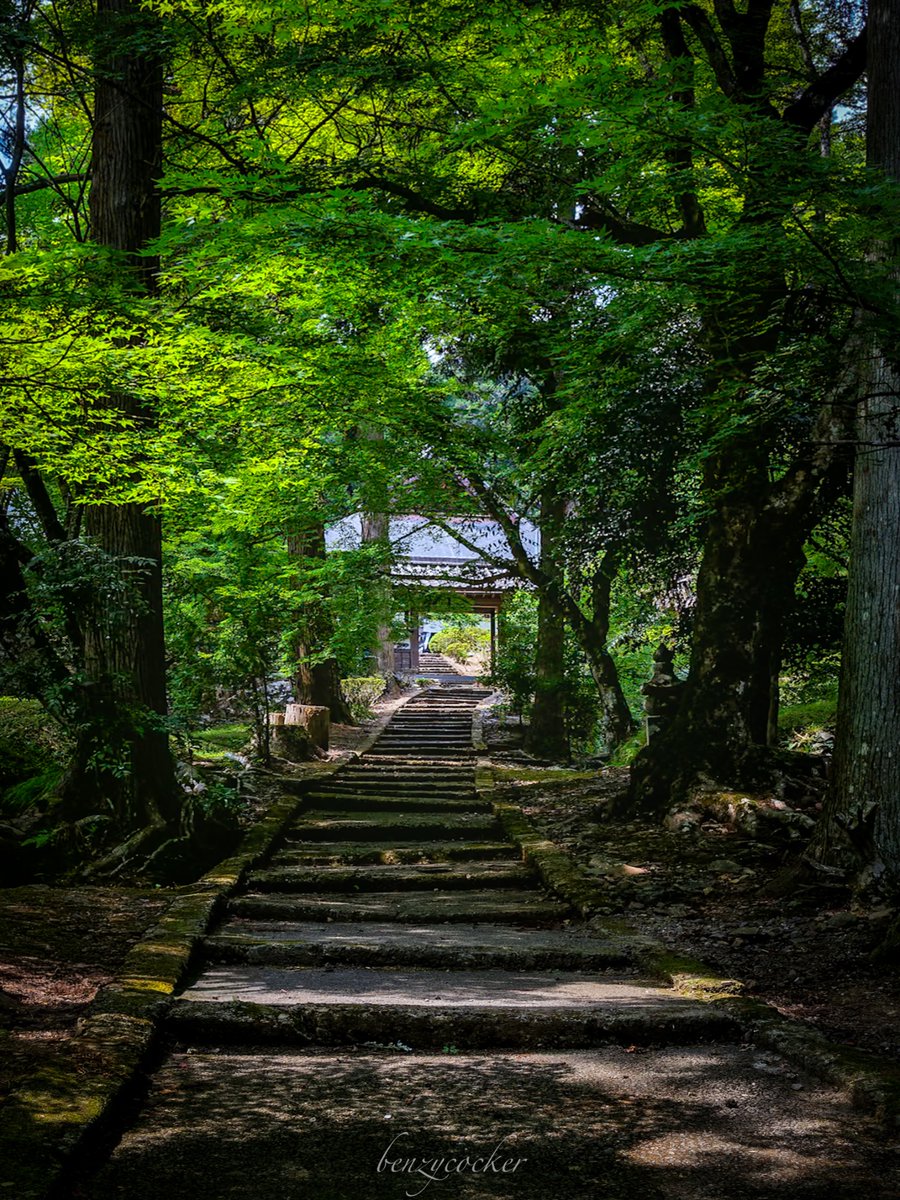 風も声を潜める、
緑の記憶へと進む参道…龍穏寺。