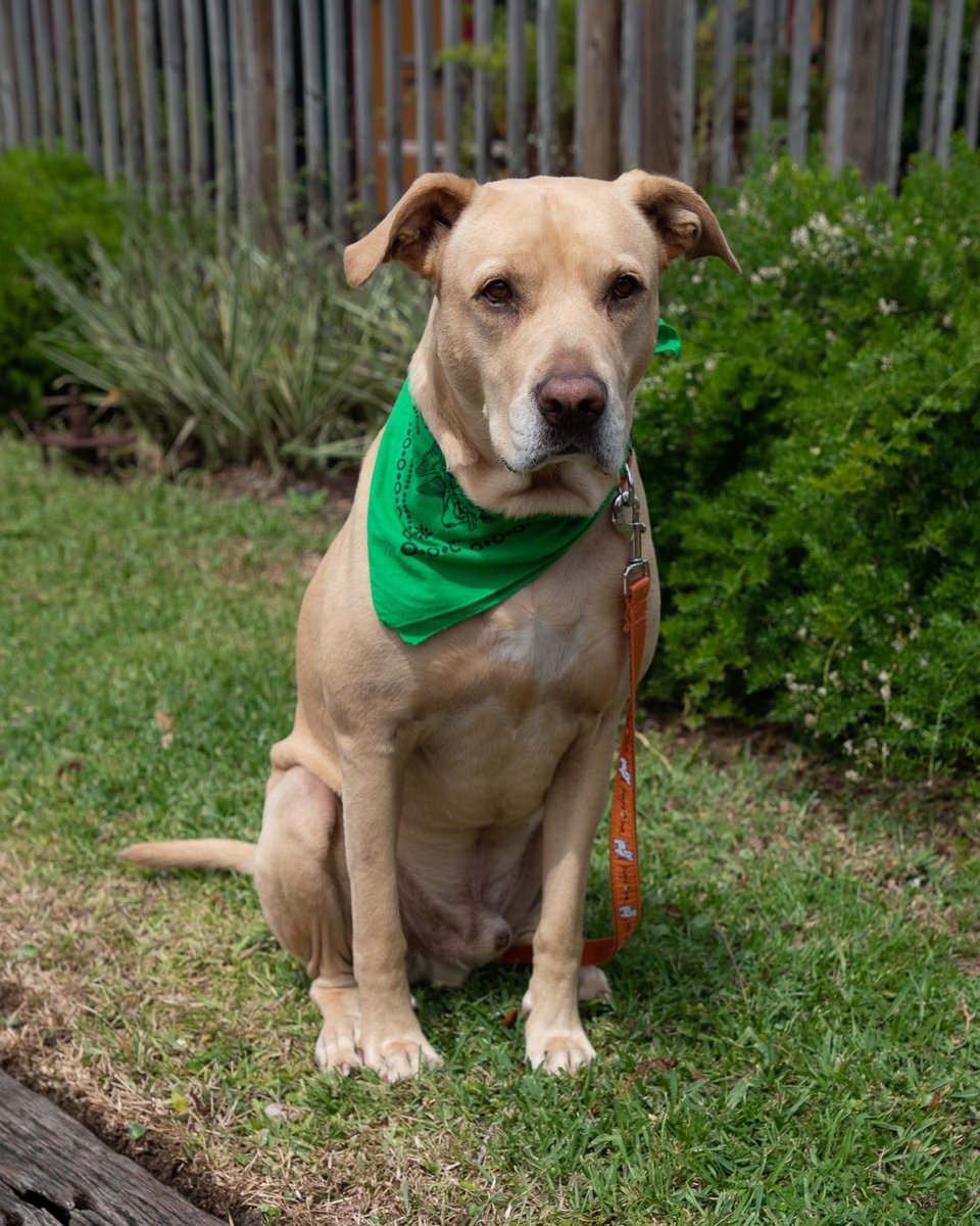 🐶💚 Happy National Dog Day from our favorite Fud Pups! Rockin’ their Fudpucker’s gear and stealing hearts one wag at a time. 🐾✨ 

#Fudpuckers #FudPups #NationalDogDay #destinfl #todoindestin #pawpuckers #dogmerch #FudpuckerTradingCompany #Dogs #DogTshirt #DogMerch #DogDay