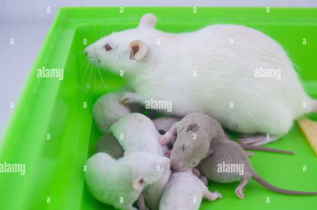 #ONEPIECE1158

"We see red haired women with two children"