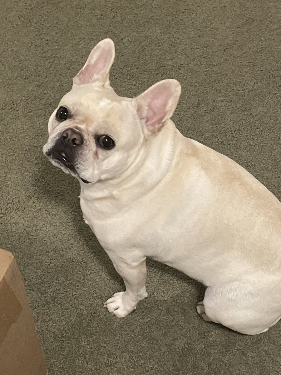 Johnny Evers (@jtevers01) on Twitter photo Happy National Dog Day from Frank the Dog. Happy National Dog Day from Frank the Dog.