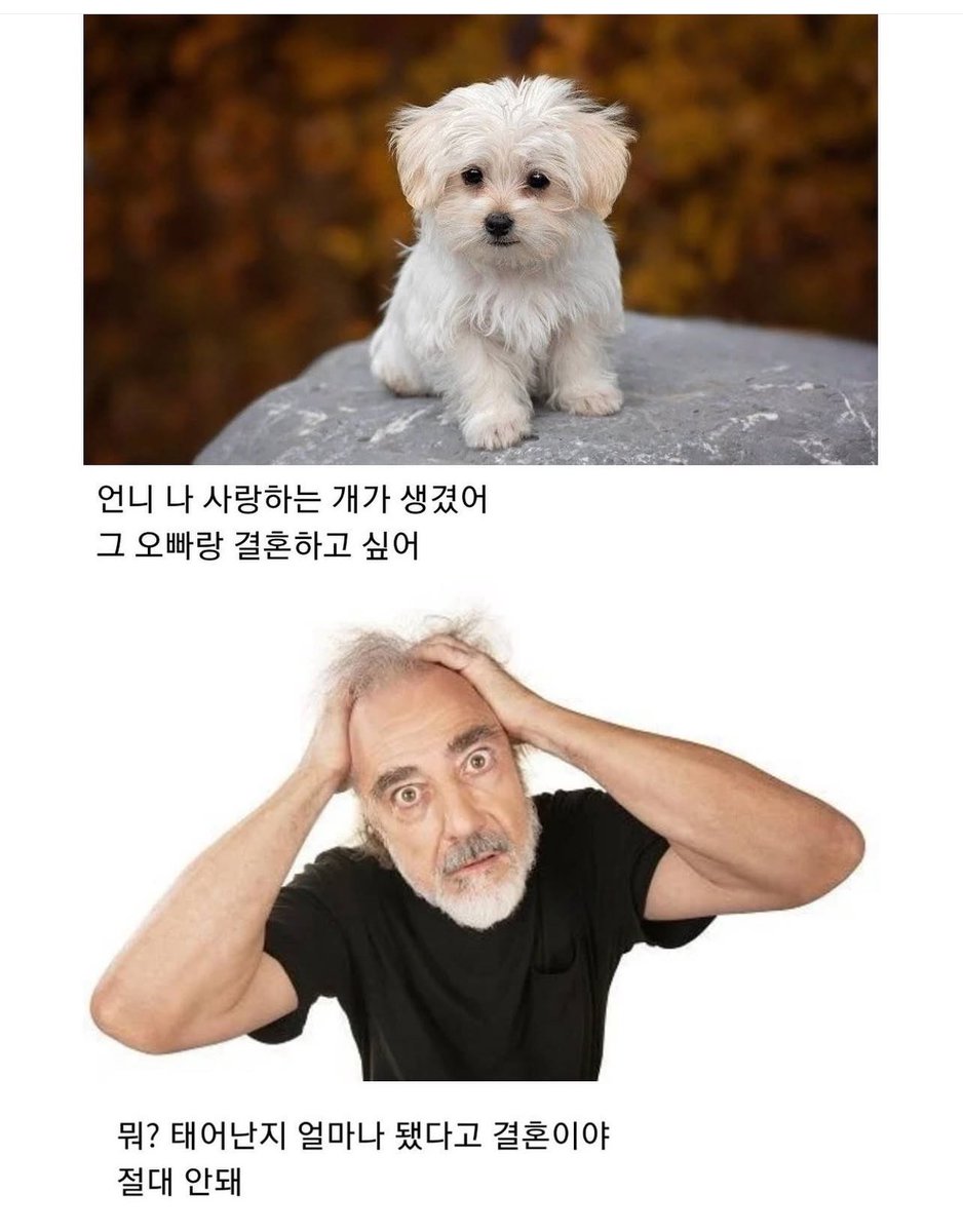 지금 기분이이럼..내 작고 사랑스러운 나만의 강아쥐에게서 지금 결혼하고픈 사람 생겼다며 폭탄발언 들은 기분임