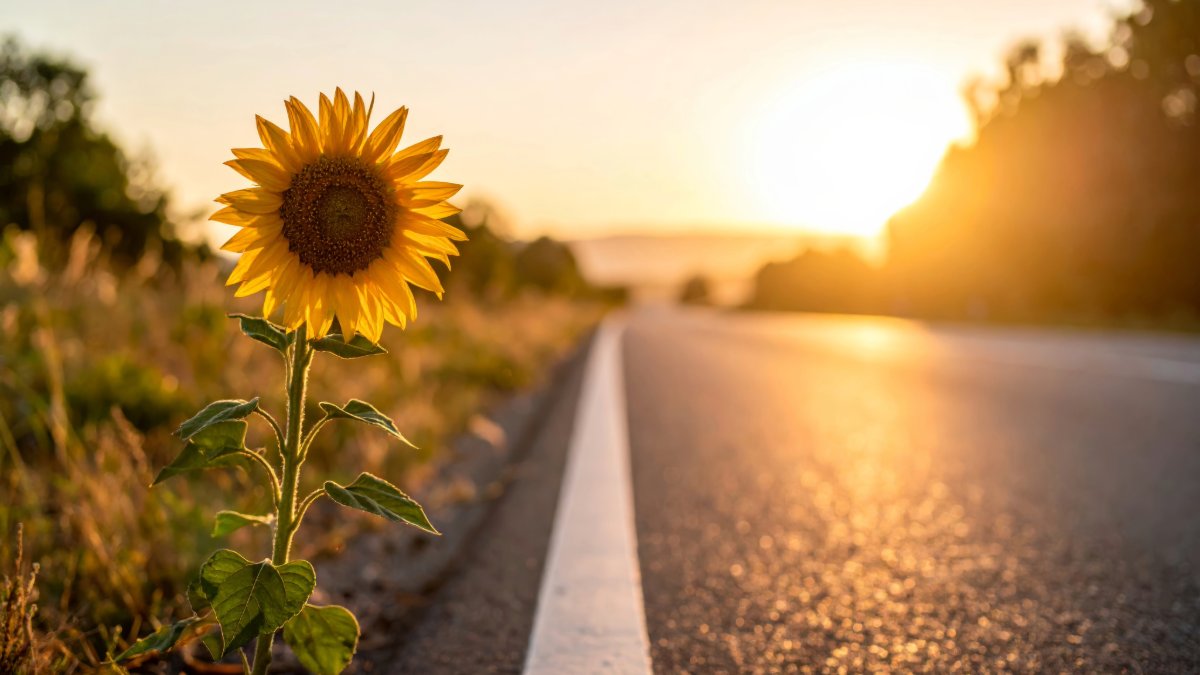 One last summer road trip before school's back? 🗺️ Make it sparkle! Get your car cleaned &amp; protected for that final memorable journey.