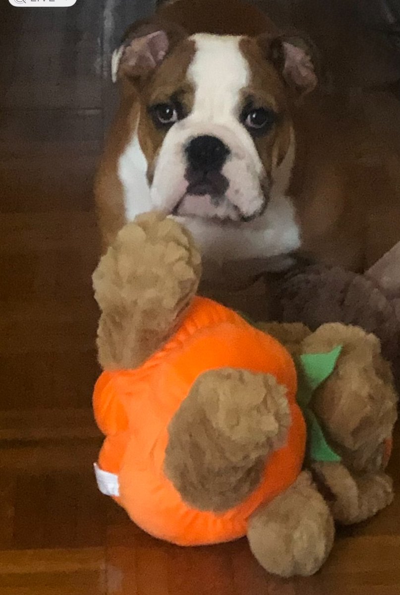 Today is #internationaldogday2025 🐶 I hope you are celebrating your #dog and take in every day , every walk and every happy moment #bulldogs #DogsLover #dogsontwitter #dogsofX