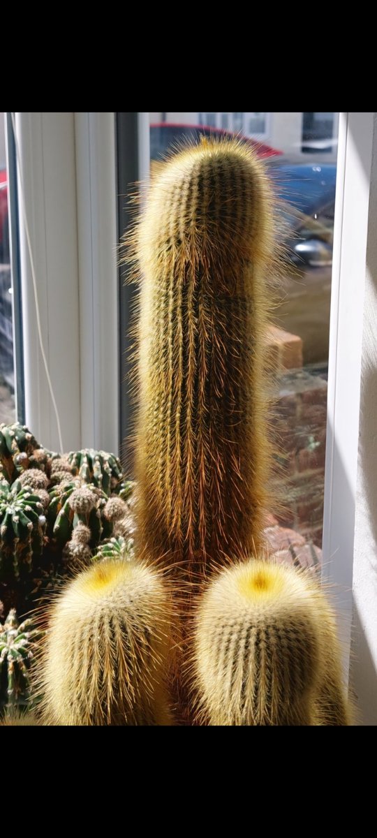 My Cock-tus is looking girthy in the window right now 😎👌🌵🤣