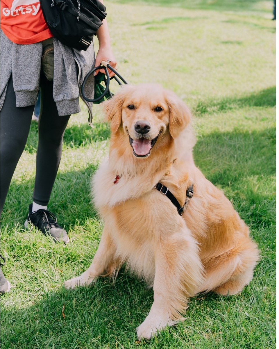 GutsyWalk's tweet photo. To celebrate National Dog Day, we’re sharing some adorable moments from Gutsy Walk last June. 
Swipe for smiles! https://t.co/5O7TskFHYm