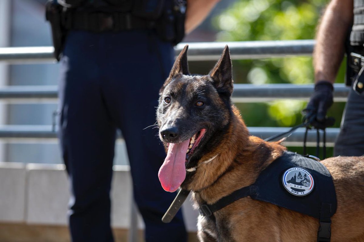 #journeemondialeduchien | En cette journée, nous saluons toutes les qualités de nos collaborateurs du quotidien : fidélité, flair, agilité et force. 🙏🐕‍🦺 #K9