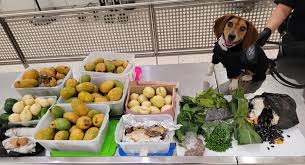 USDA_APHIS's tweet image. 🥭Foreign Product of the Month: Prohibited Fresh Fruit

@CBP continues to intercept fresh fruit, like mangoes – Don’t bring fresh fruit across borders. Declare all produce. 
aphis.usda.gov/traveling-with…

#APHIS #AQI #ProtectingAgriculture