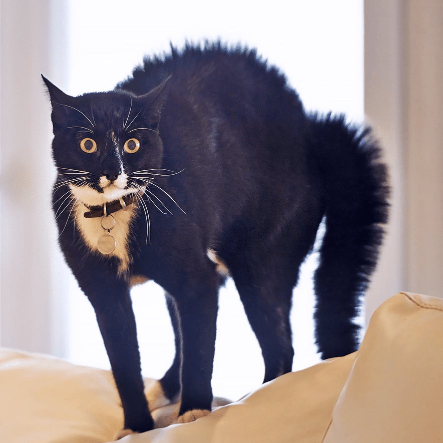 oh god he's a cat #wb190