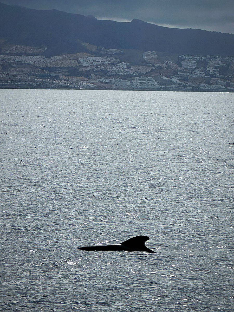 ChrisJMTurner's tweet photo. Diving into 35!!

Spending my birthday Whale and Dolphin watching in Tenerife has been very special.

Thanks to everyone who wished me a Happy Birthday 🥳 

#VeryGoodVeryNice #ChickenNuggetFamily 

#35 #BigLizard https://t.co/cfMoaazOgg