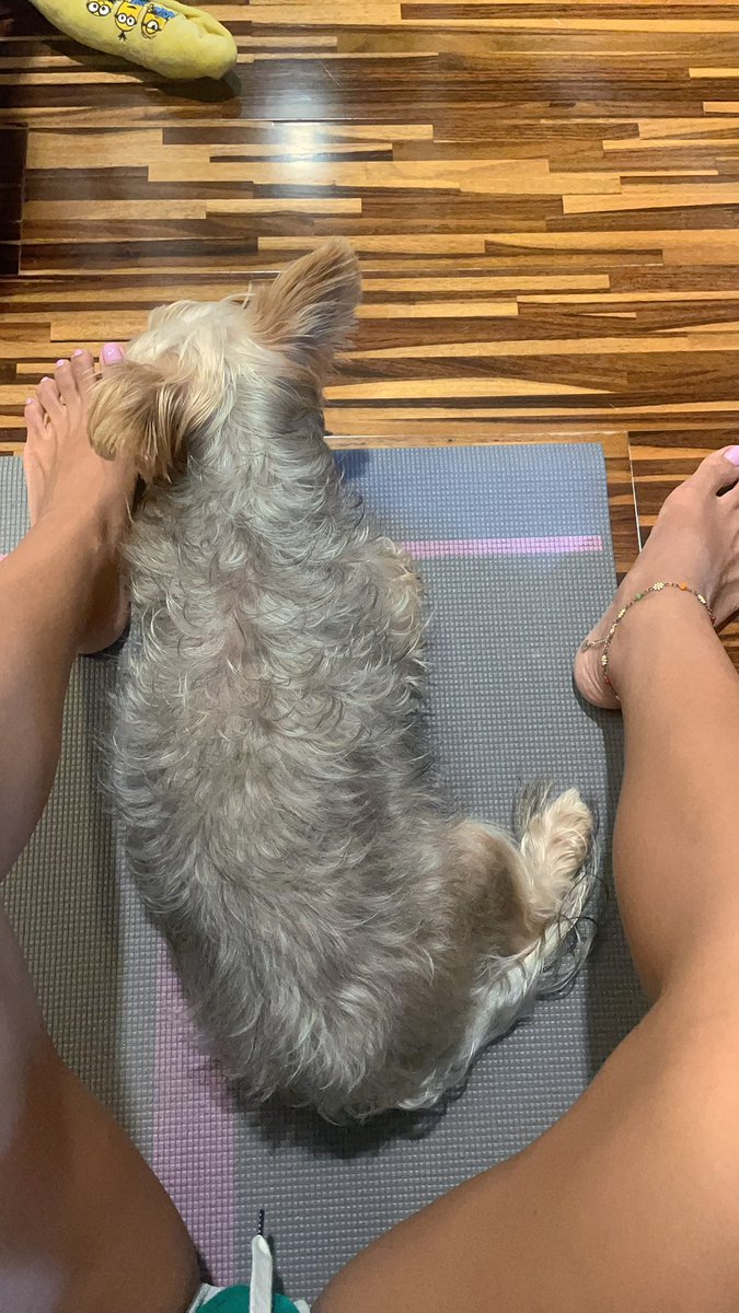 Doshide's tweet photo. Work out together?🐶

·
·

#約克夏 #狗狗日常 #ヨークシャーテリア #犬のいる暮らし #YorkshireTerrier #silkyterrier #足癖 #脚 #足の指 #足フェチ #脚フェチ #Feet #Toenails #FootFetish #Pedicure https://t.co/FI8arMaNfo