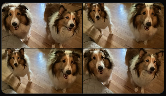 Happy International Dog . Hazel and Potter will happily accept pets and treats ! They also ask that we think of the let fortunate dogs in the world .