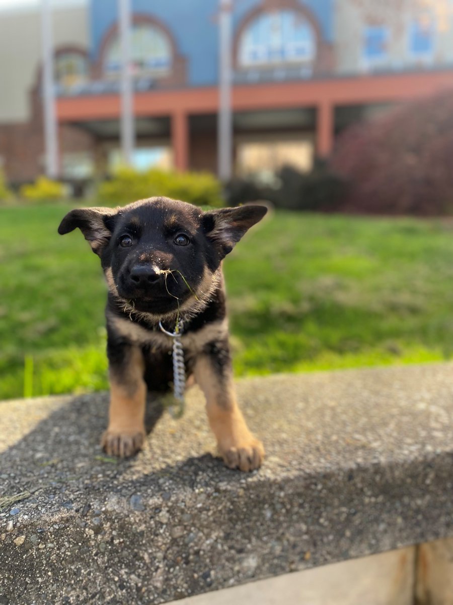RidgeRCMP's tweet photo. Not quite a #TongeOutTuesday, but in recognition of today being #InternationalDogDay we thought another pic of "Adler", our potential police dog in training here at the detachment, was in order. ๐พโค๏ธ https://t.co/x9WKRlG2Lf