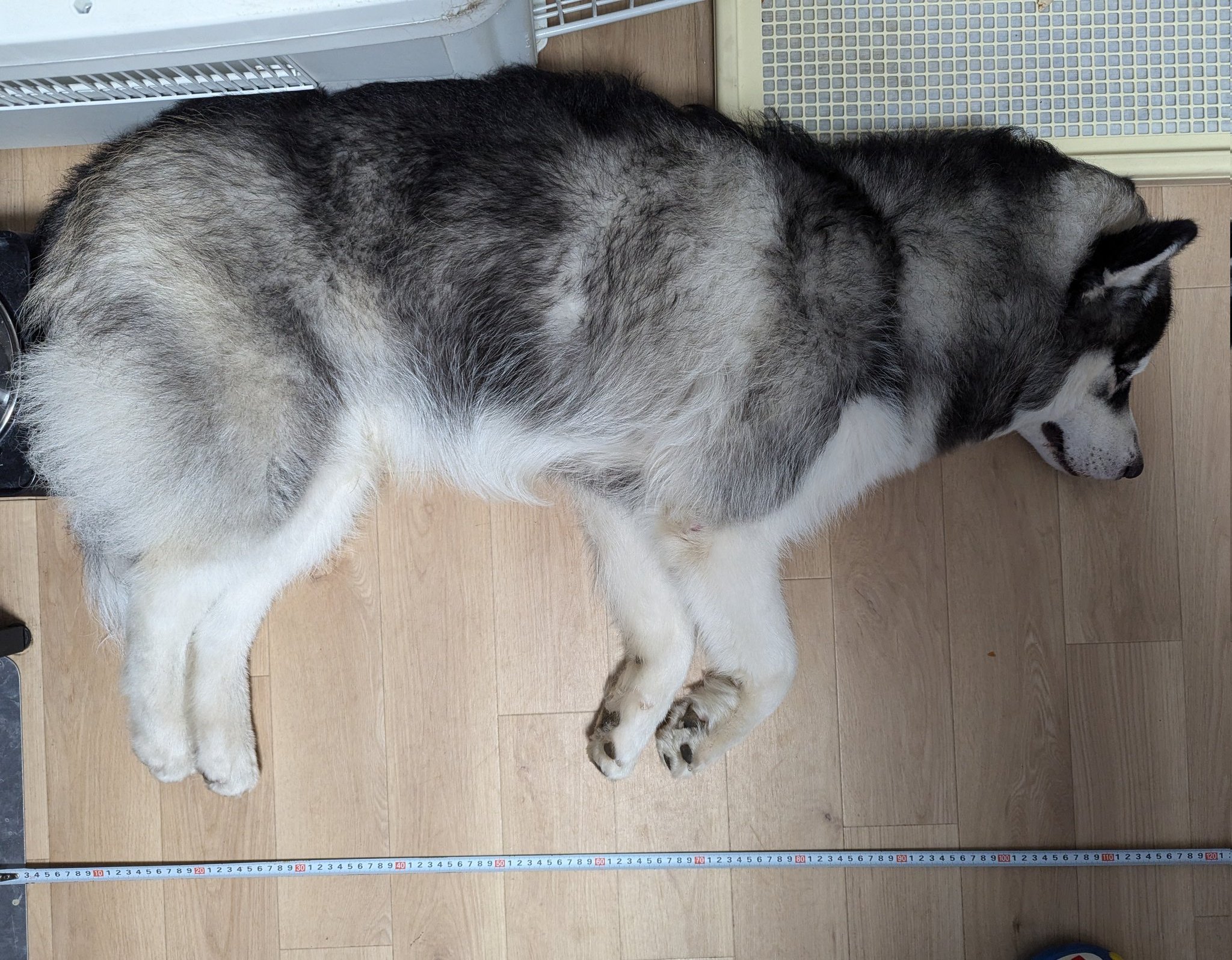 超激レア■_HUSKY VOICE_ハスキーボイス_九州パンク_ソノシート_新品 お気に入り♪ #husky #siberianhusky #ハスキー #シベリアン