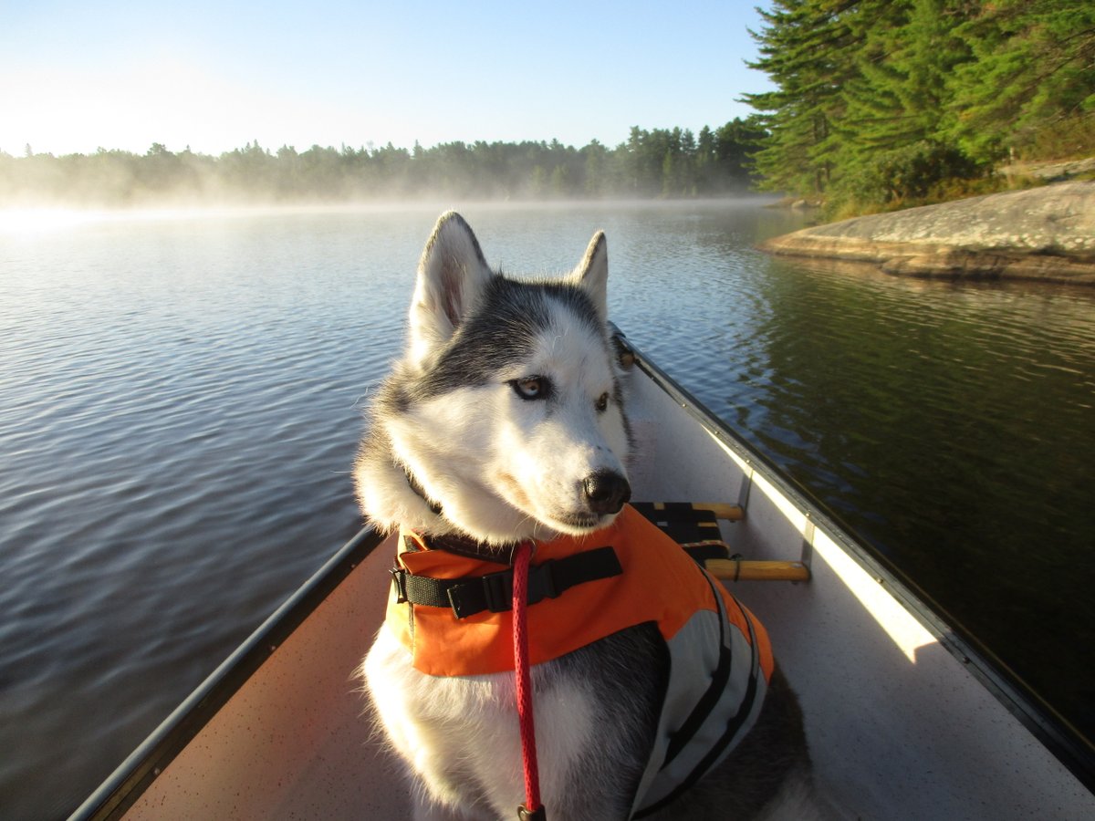 OntarioParks's tweet image. Who brings their pup along for the #30x30NatureChallenge? 🐶🐾

Let&apos;s see pics of your nature dog! 📸

#HPHP #NationalDogDay