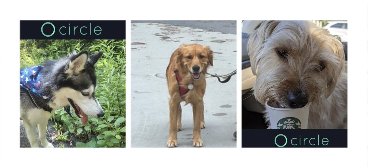 JenniferSertl's tweet image. Happy #NationalDogDay 🐕 here are a few of our friends that help us decompress after intense work on optics, mechanics, software and operations.  #CircleOptics #TeamCircle