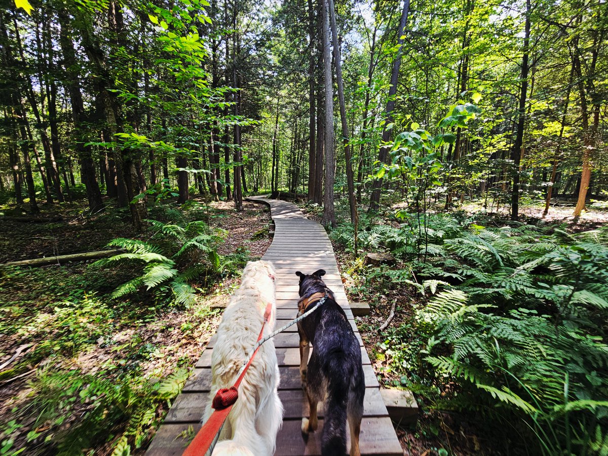 It's our final week of the #OP30x30NatureChallenge it also happens to be #NationalDogDay

Just like you, taking your pups into nature helps their stress reduction &amp; improves their mental stimulation

Get outside. Breathe some fresh air. Enjoy what nature has to offer💚#DiscoverOP