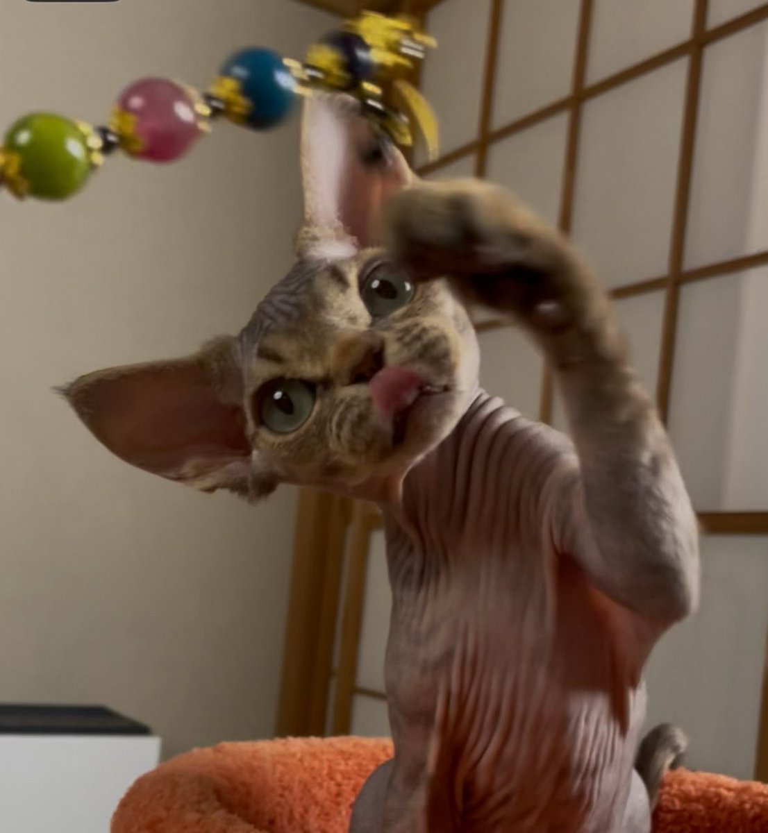 licindazyt's tweet image. halfmoon_devonrex この巨大な耳はデポンレックスを解き明かします。
#デボンレックス #Devonrex
＃デポンレックス猫#devonrexcat #devonrexcats
#デボンレックス子猫 #devonrexkitten
＃デボンレックスキャッテリー #devonrexcattery #デポンレックスプリーダー
#デボンレックス好きさんと繋がりたい