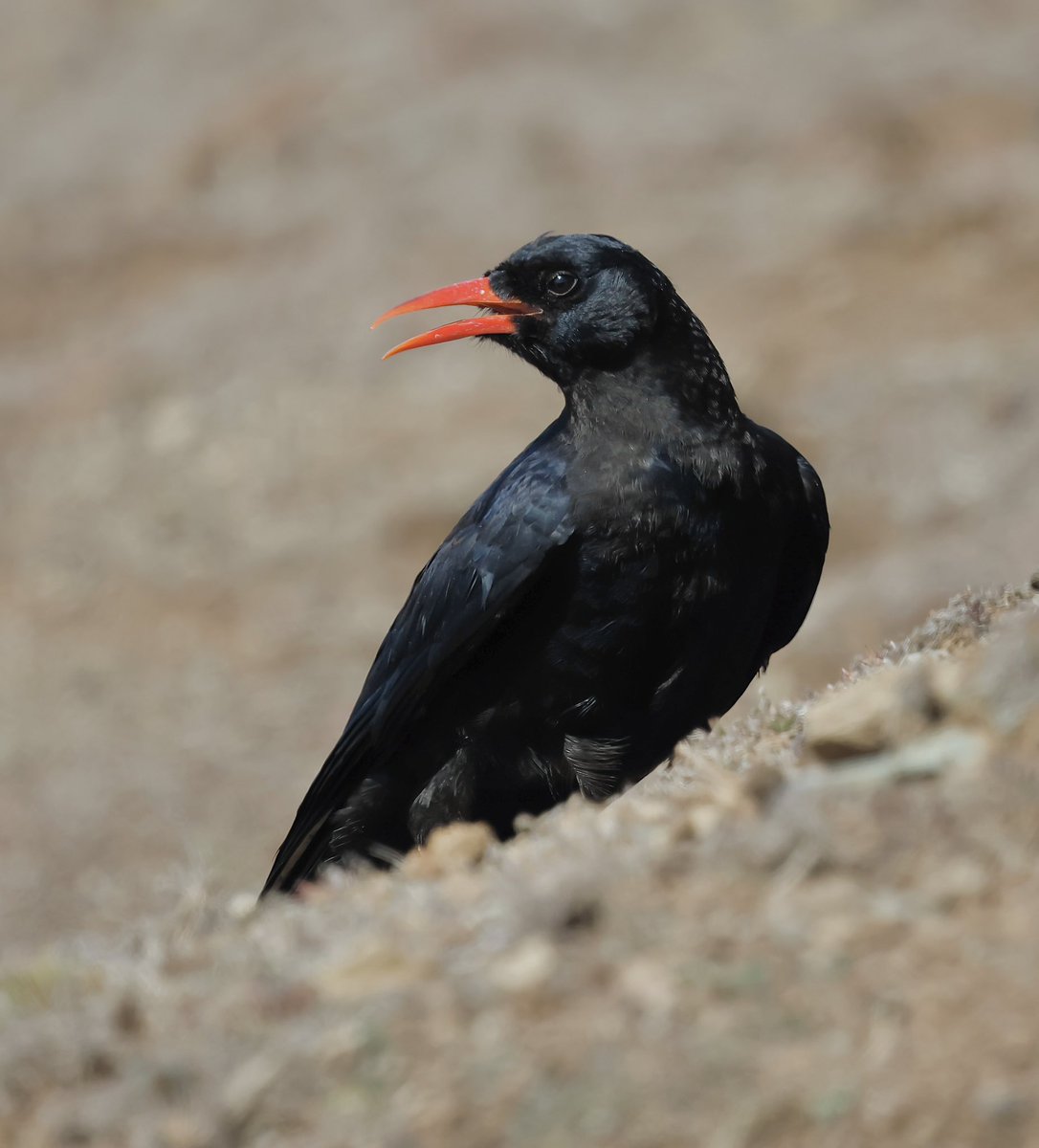 Red- billed Chough on the parched Cornish coast over the bank holiday.
#birds #birding #birdphotography #NaturePhotography #Cornwall #wildlifephotography #NatureLovers