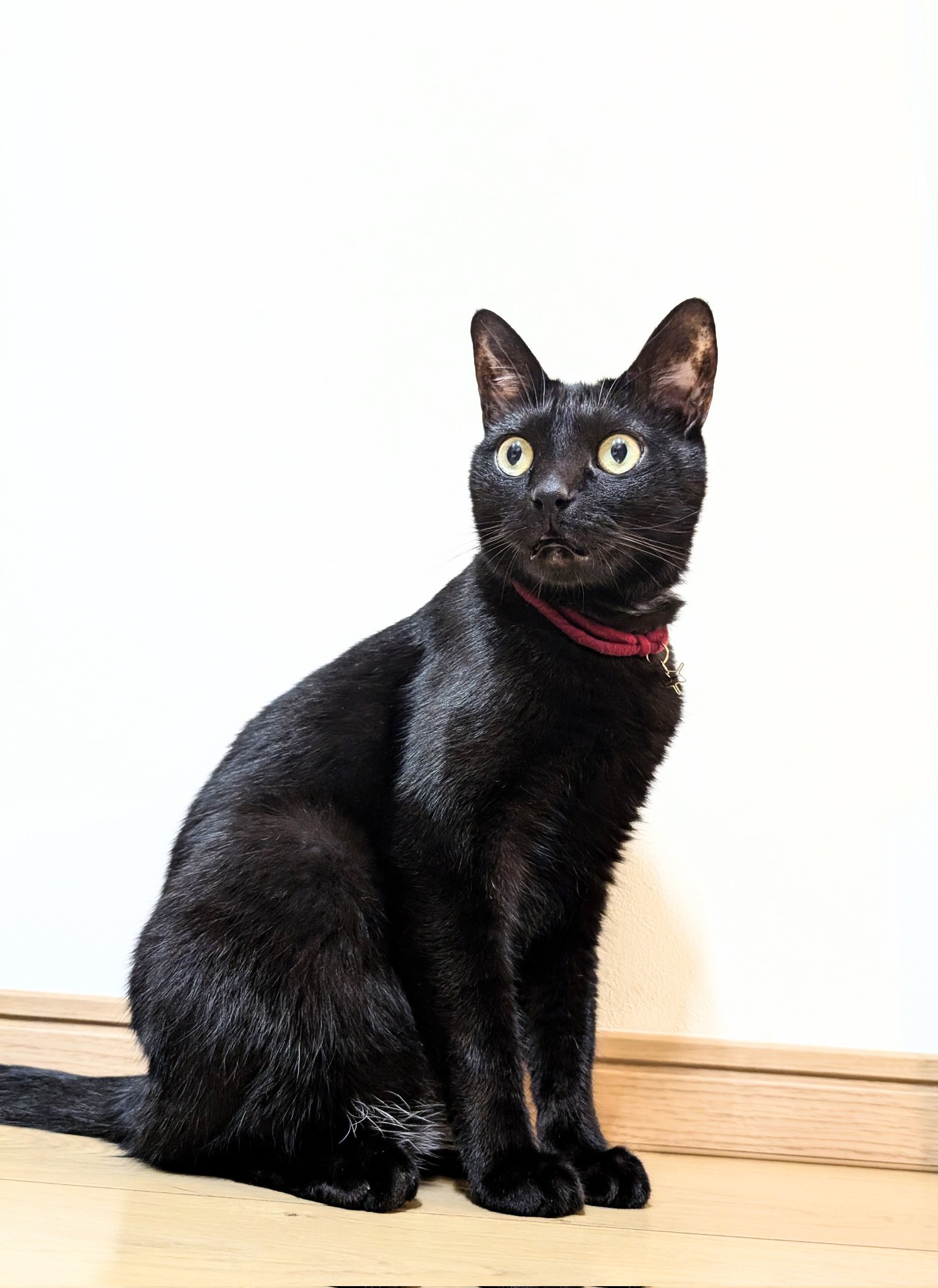 仔猫を拾ったので on X: 
