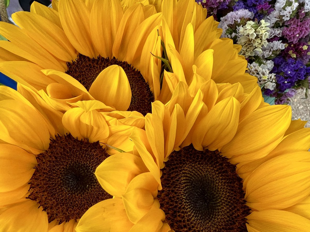 JudithArriagaH's tweet image. Martes de flores 🌺 
#LaVidaEsBella #Sonríe