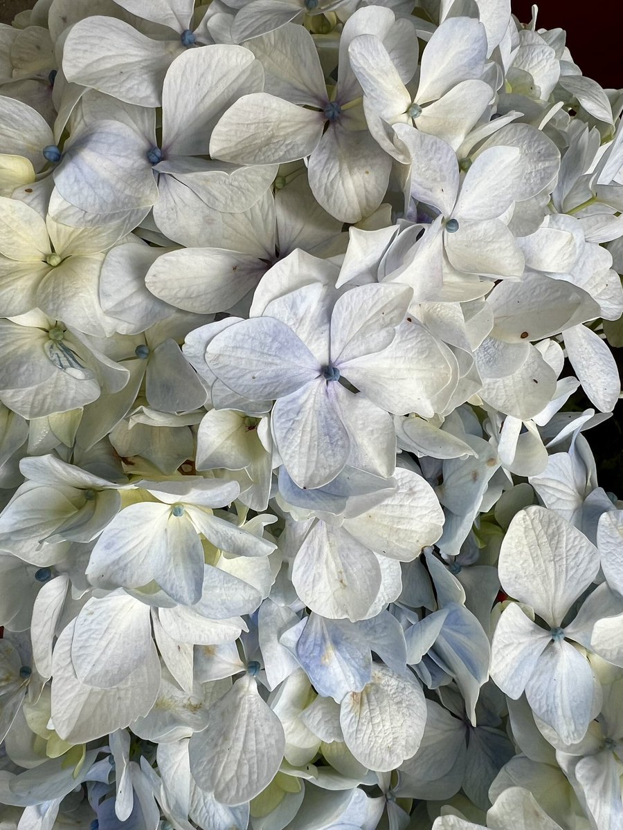 JudithArriagaH's tweet image. Martes de flores 🌺 
#LaVidaEsBella #Sonríe
