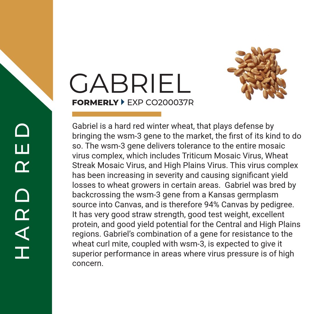 PlainsGold will market four new varieties in 2025. Read the full press release here: bit.ly/4fXRZY0