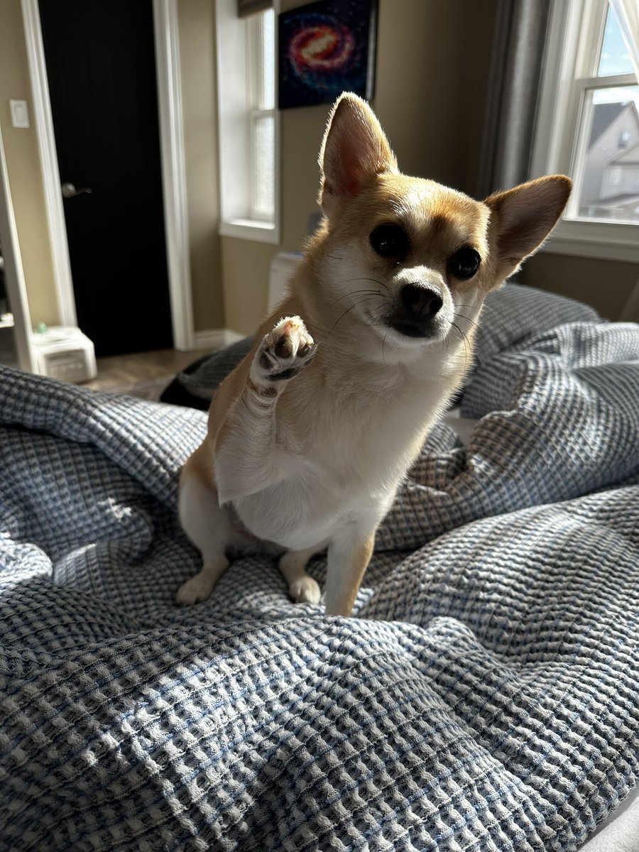 andrewmarkow's tweet photo. @shakepay This is “Drill Sergeant” Bean
If you are not up at 5:30 to take her out, she will slap you…. repeatedly. 

Shaketag: defiantone https://t.co/NPtOSjohuU