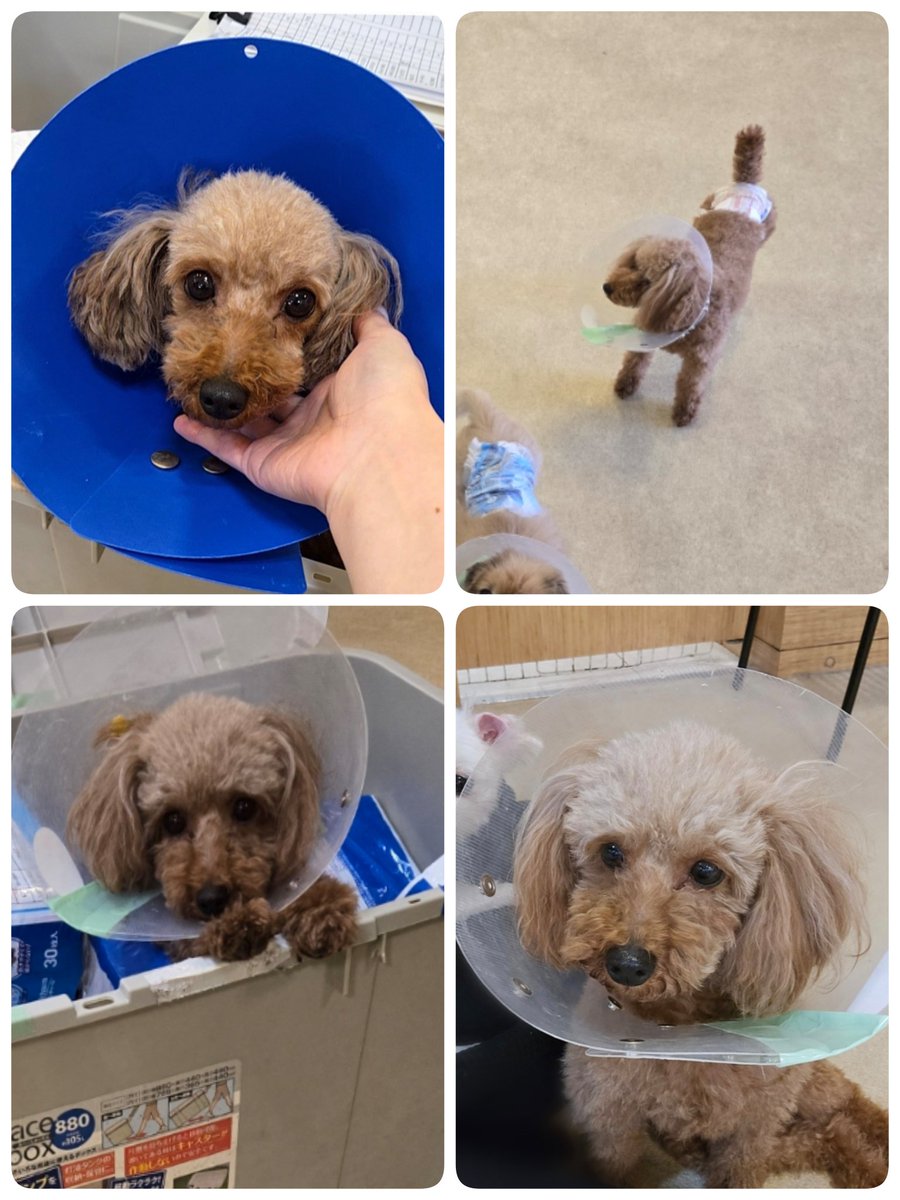 アカネちゃん卒業おめでとう
私がカフェに初めて行った時から居ました
オムツ外し名人でいつもカラーしてたね
カフェでの生活は1年2ヶ月
ご家族が決まったを見た時は
友達とご飯中でしたが号泣しました
オムツケースが大好きだったね
足元に来てくれたりいつもありがとう
卒業前日膝にのってくれて