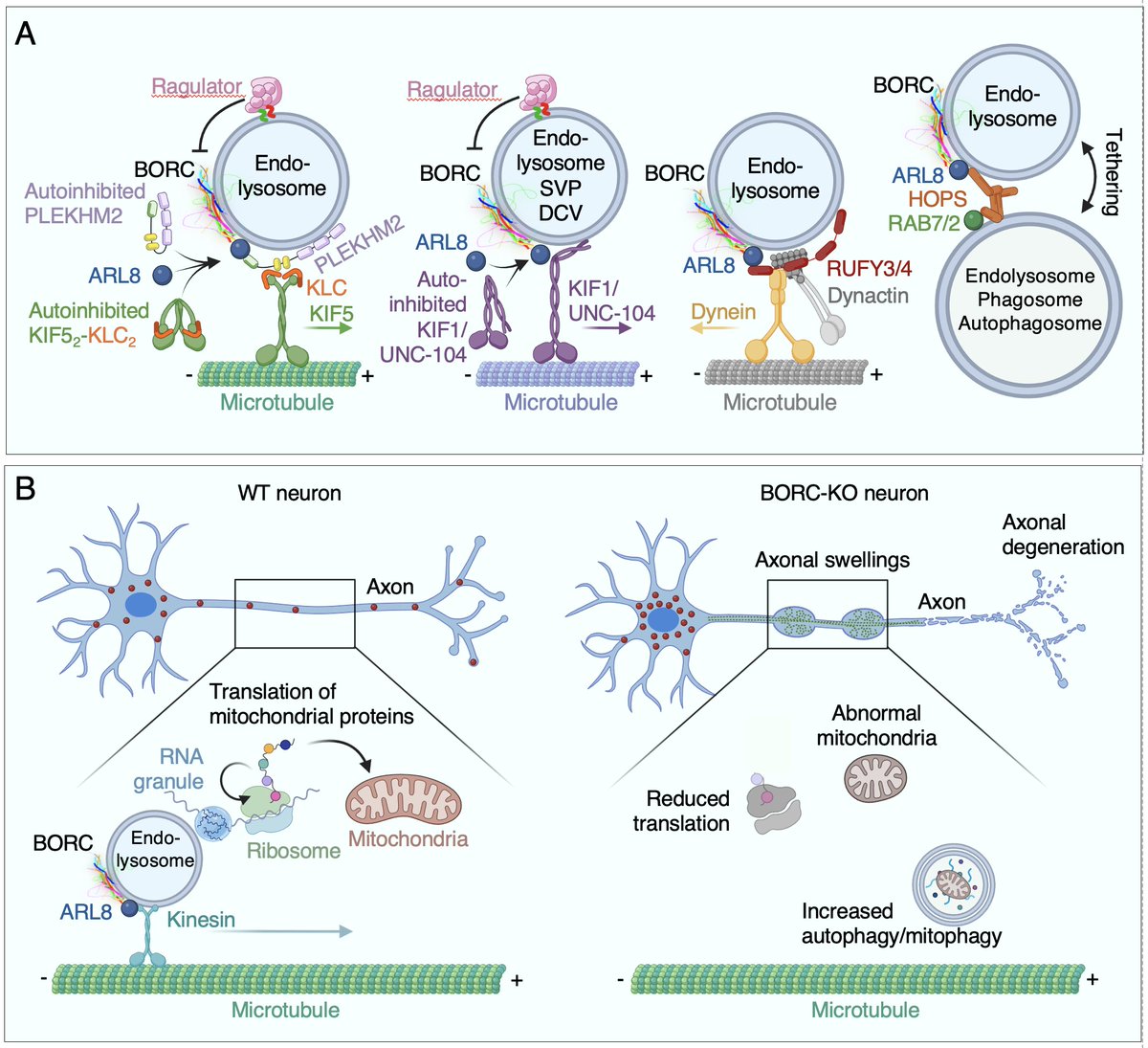 Juan S. Bonifacino (@bonifacinojuan) on Twitter photo Excited to share our new review with <a href="/DePaceRaffa/">Raffaella De Pace</a>, <a href="/SaikatSls/">Saikat Ghosh</a>, <a href="/cd_w1/">Chad Williamson</a> <a href="/NIH/">NIH</a> on the BLOC-1 and BORC complexes—key regulators of endolysosomal processes and linked to several genetic diseases #lysosomes #melanosomes #synapses #kinesins authors.elsevier.com/a/1lg4i8jWWJ-A… Excited to share our new review with <a href="/DePaceRaffa/">Raffaella De Pace</a>, <a href="/SaikatSls/">Saikat Ghosh</a>, <a href="/cd_w1/">Chad Williamson</a> <a href="/NIH/">NIH</a> on the BLOC-1 and BORC complexes—key regulators of endolysosomal processes and linked to several genetic diseases #lysosomes #melanosomes #synapses #kinesins authors.elsevier.com/a/1lg4i8jWWJ-A…