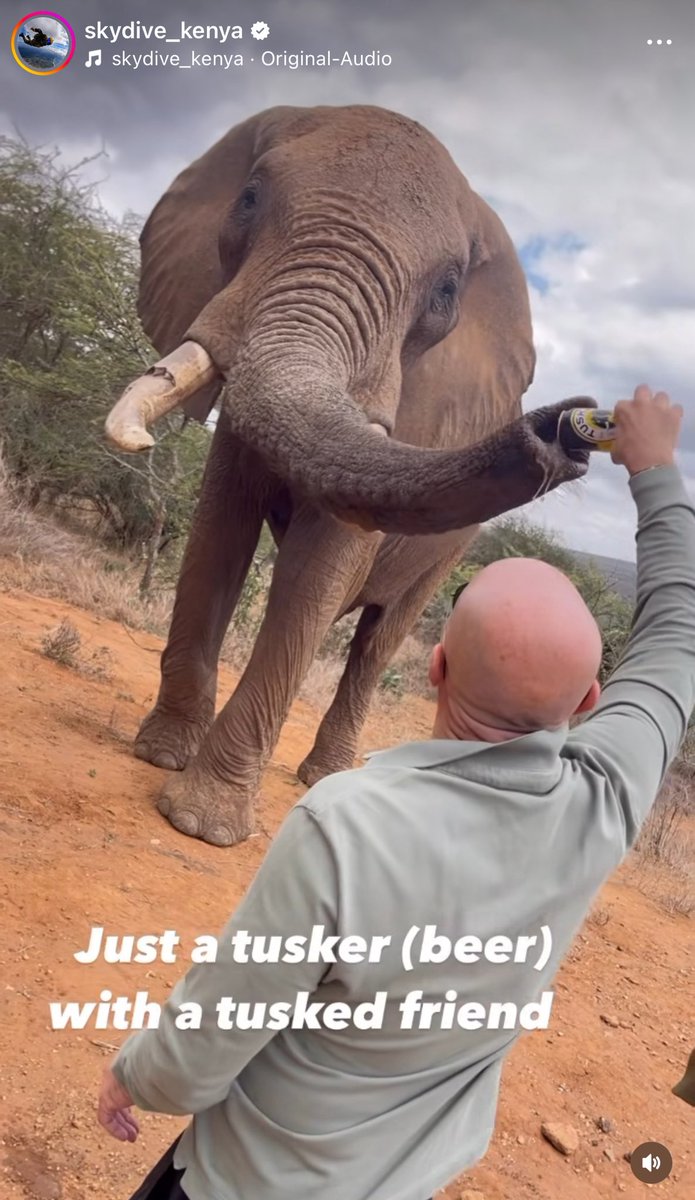 hannes_1961's tweet image. Why is a warning of ANIMAL ABUSE suppressed on X @elonmusk ?