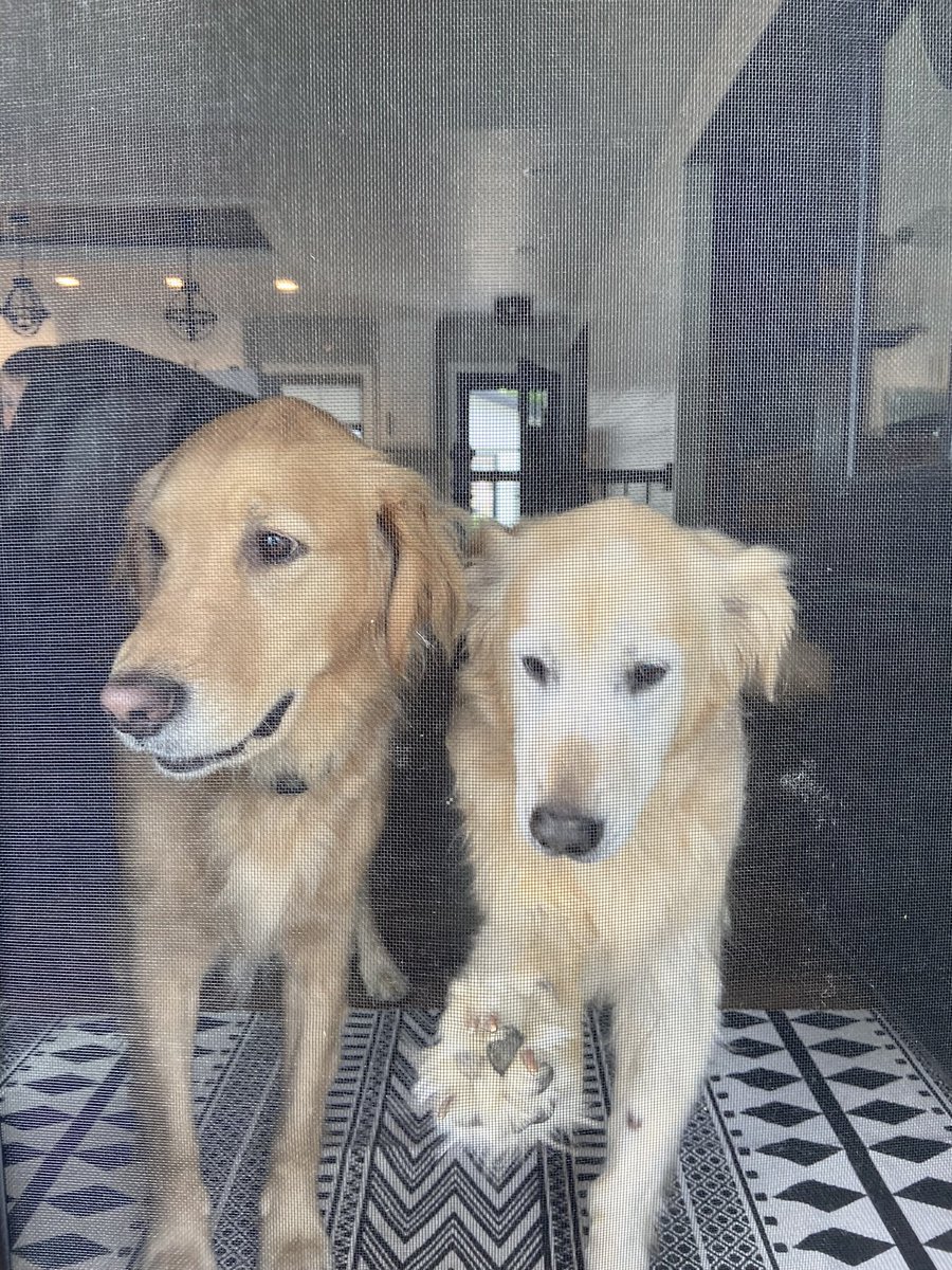 Here’s to National Dog Day! #FinleyandZoey #GoPanthers