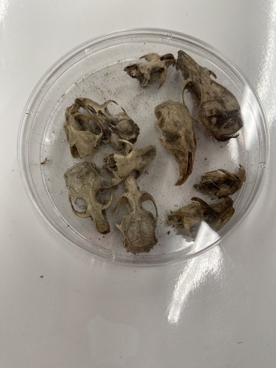 IB Middle science labs dissecting owl pellets. Kinda gross but kinda cool too 🌊🐬💙🤍🩵 <a href="/SBUSD_NEWS/">SBUSD NEWS</a> <a href="/Supt_SBUSD/">Jose A. Espinoza</a>