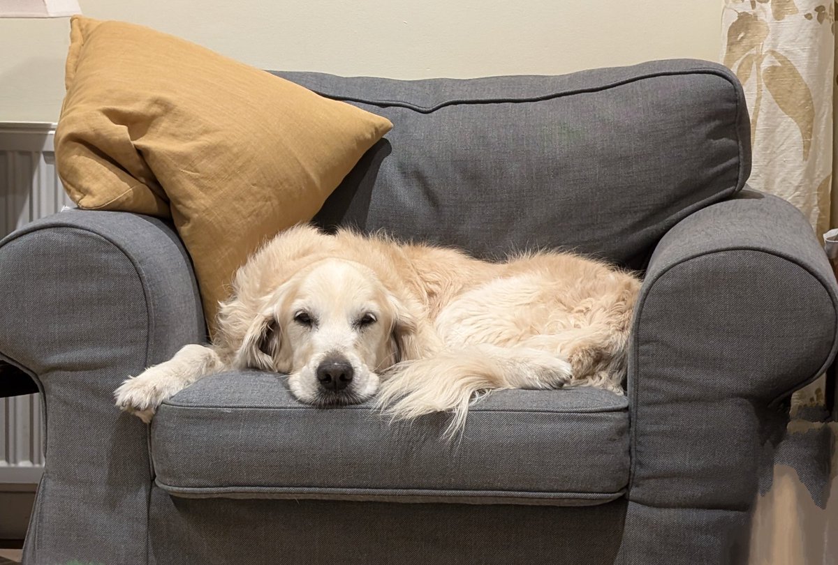 Happy #InternationalDogDay  from the sofa.... 💞

<a href="/dogcelebration/">CelebrationOfDogs</a>
#dogsofX