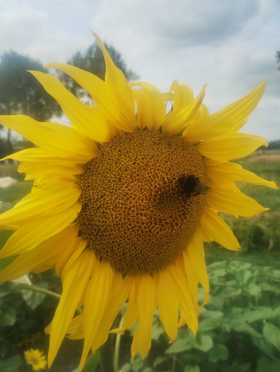 Kevin McDonnell (@kevinmcdonnellp) on Twitter photo Last of the crop trials getting ready to go under the knife. Easier year thanks to the weather. Sunflowers doing well for the biodiversity! <a href="/GaryGillespie/">Gary Gillespie</a> Last of the crop trials getting ready to go under the knife. Easier year thanks to the weather. Sunflowers doing well for the biodiversity! <a href="/GaryGillespie/">Gary Gillespie</a>