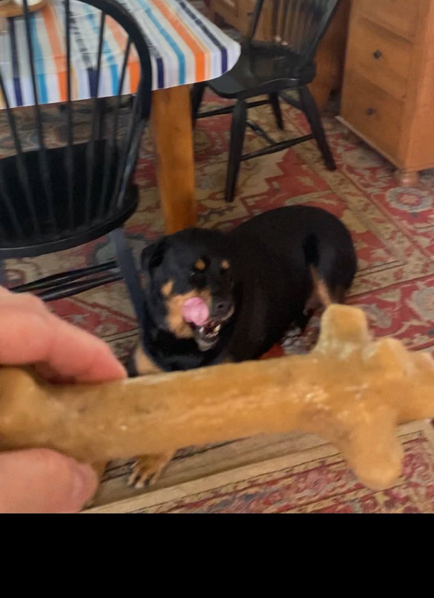 Happy #National DogDay to our friends to the North!!!! Lucy's Enjoying a new chew bone to celebrate. <a href="/servicerotties/">Team Servicerottie🇨🇦🐕‍🦺🦽</a> <a href="/bunsenbernerbmd/">Bunsen, Beaker, Bernoulli & Brix</a>