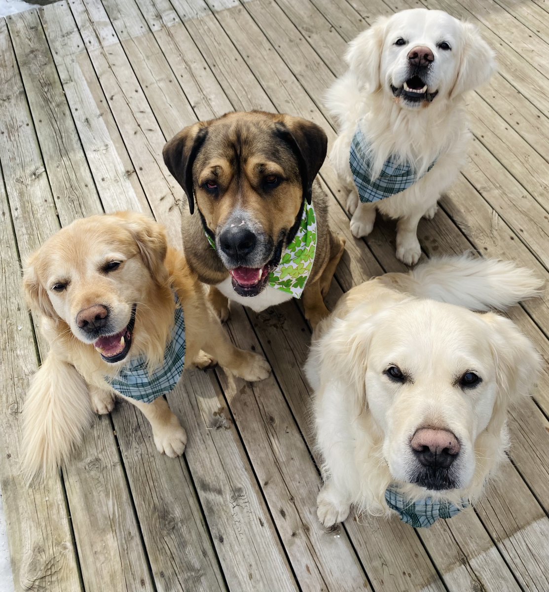 Treats are great.  Walks are better.  But fire safety?  That's top dog!  Don't fur-get us in your fire escape plan.

Happy #InternationalDogDay from TO William’s pups 🐾 — practice your fire escape plan with the WHOLE family!