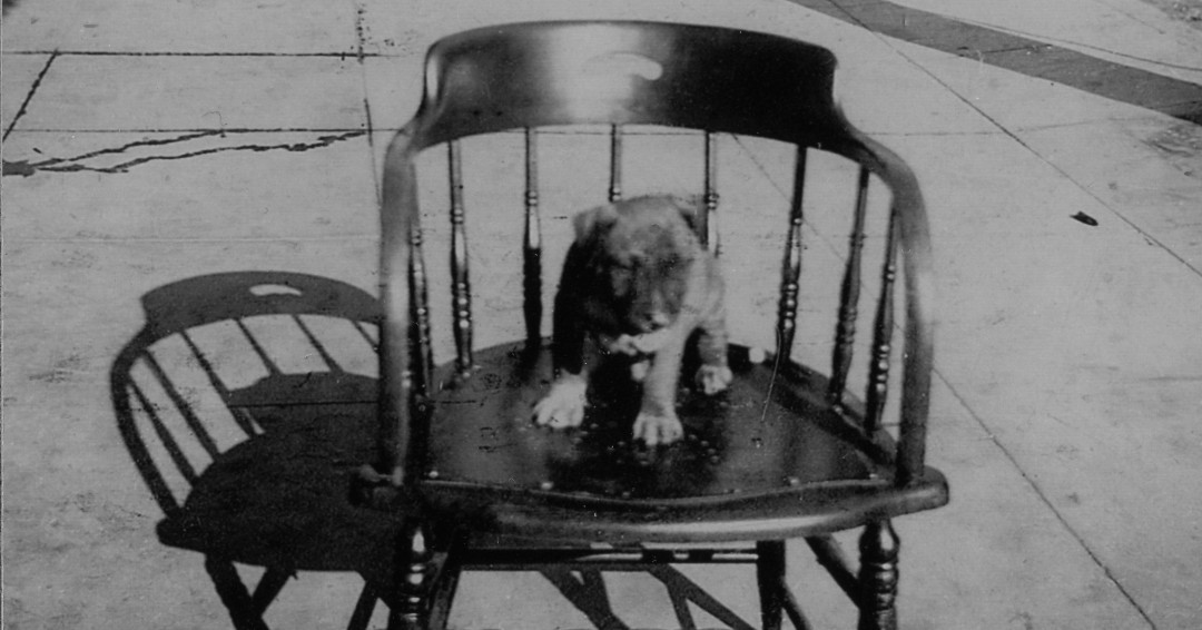 SBCountyMuseum's tweet photo. Today is #NationalDogDay! While we don’t have any actual mutts on display, we do have these photos from our archives! We hope you enjoy them! 🐶🐕🐩 https://t.co/aq25bRG9TC