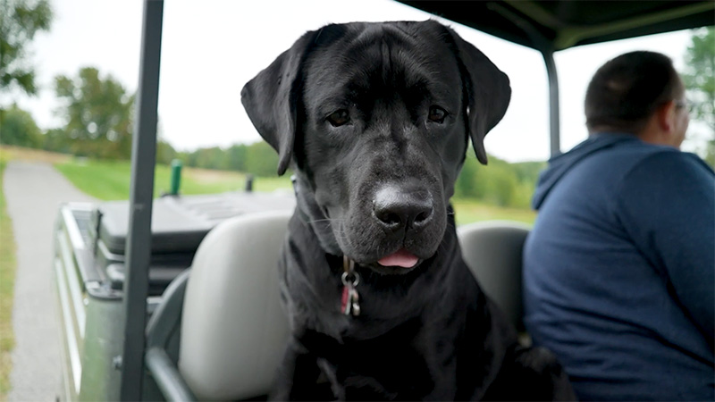 GCM_Magazine's tweet image. Happy #NationalDogDay! Show us your favorite #DogsofTurf! @GCSAA