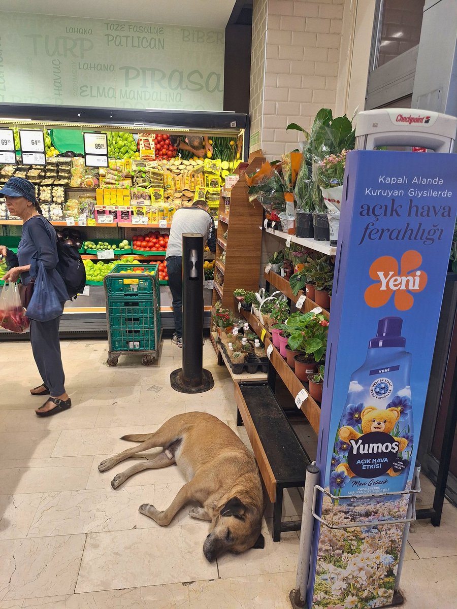 Prof.Dr. Nilüfer Sabuncuoğlu (@nilufersabuncu) on Twitter photo İzmir Buca Şirinyer <a href="/migros/">Migros</a> <a href="/Migros_Turkiye/">Migros Türkiye</a> <a href="/Migros_Hizmett/">Migros_HİZMET</a>
Dev hizmet
Evlere servis, köpek kisti !
Sabah siparişi verin, akşama kanınızda,
Artık yerleşip büyümek için nerenizi seçerse,
Beyin, akciğer, karaciğer, kemikleriniz
<a href="/BucaBld/">Buca Belediyesi</a> <a href="/izmirtarim/">İzmir Tarım ve Orman İl Müdürlüğü</a> <a href="/izmirvaliligi/">T.C. İzmir Valiliği</a> İzmir Buca Şirinyer <a href="/migros/">Migros</a> <a href="/Migros_Turkiye/">Migros Türkiye</a> <a href="/Migros_Hizmett/">Migros_HİZMET</a>
Dev hizmet
Evlere servis, köpek kisti !
Sabah siparişi verin, akşama kanınızda,
Artık yerleşip büyümek için nerenizi seçerse,
Beyin, akciğer, karaciğer, kemikleriniz
<a href="/BucaBld/">Buca Belediyesi</a> <a href="/izmirtarim/">İzmir Tarım ve Orman İl Müdürlüğü</a> <a href="/izmirvaliligi/">T.C. İzmir Valiliği</a>