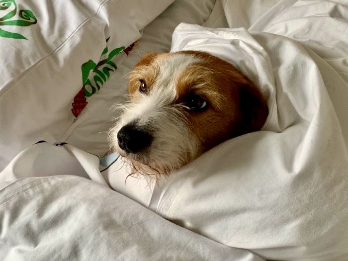 Just realised that it’s #internationaldogday so I’ll share a pic of this rascal. Breagha the rescue Rommie has been with us for 3 and a half years and has enriched our lives beyond measure.