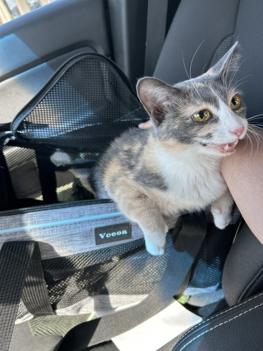 Girl who is 6.4 pounds and was beloved by everybody at the vet clinic