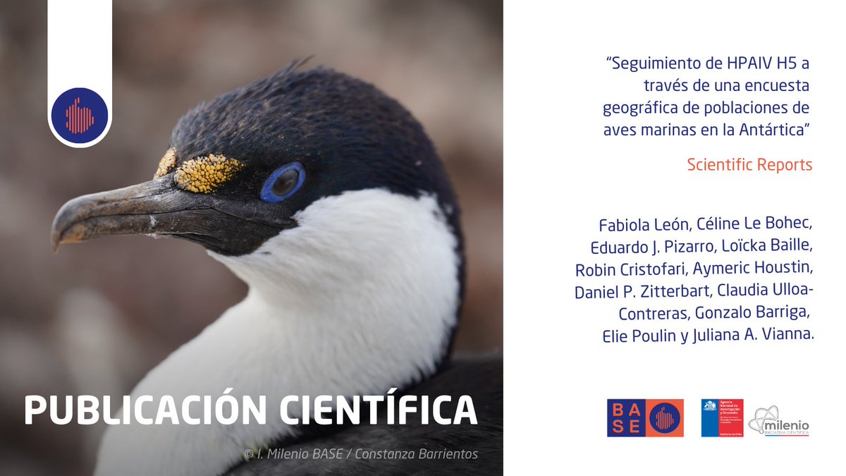 Publicación científica🐧🇦🇶 | Detectan casos sospechosos de influenza aviar altamente patógena H5 en pingüinos y cormoranes de Antártica

📲Conoce el estudio liderado por la Dra. Fabiola León, investigadora <a href="/ucatolica/">Universidad Católica</a> <a href="/MilenioBASE/">Instituto Milenio BASE</a> e Instituto Milenio CRG nature.com/articles/s4159…